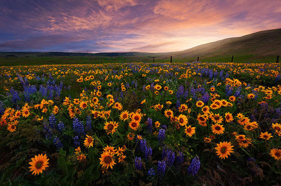 Stunning images of flowers
