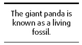 Picking on the panda