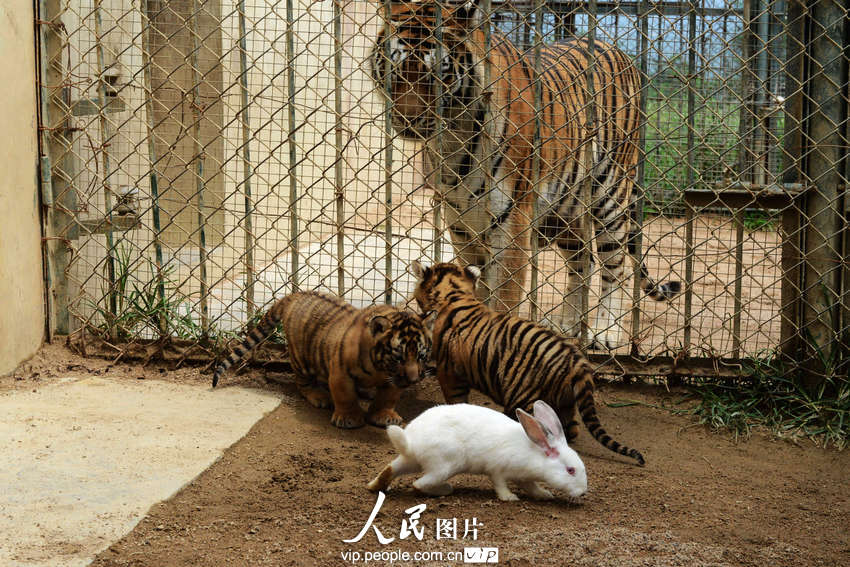 動(dòng)物園內(nèi)幼年獅虎豹不敵大白兔 紛紛被嚇住