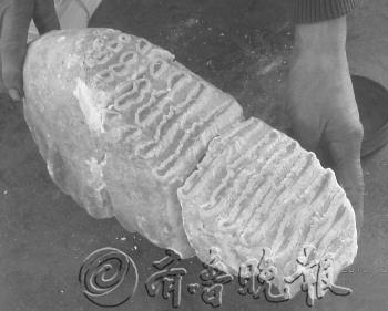 山東臨沂疑現5萬年前象牙化石 已經初步確認(圖)