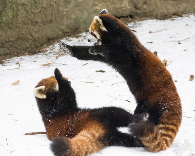 逗趣！美動物園小熊貓雪中嬉鬧打滾(組圖)