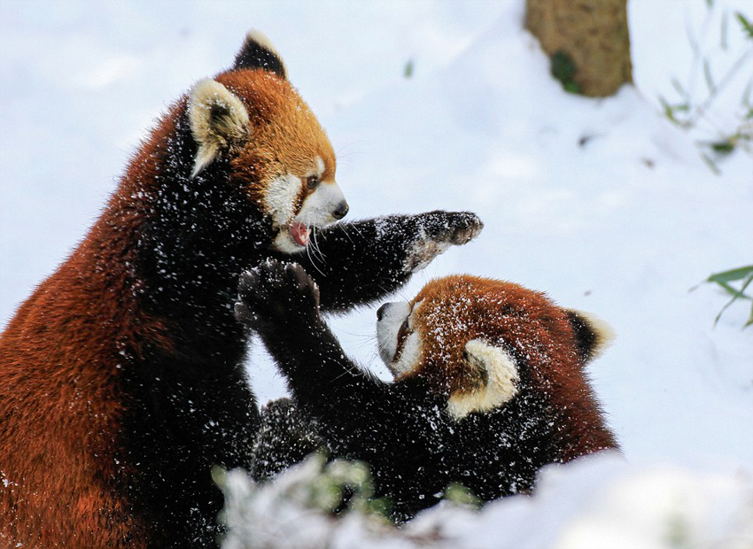 逗趣！美動物園小熊貓雪中嬉鬧打滾(組圖)