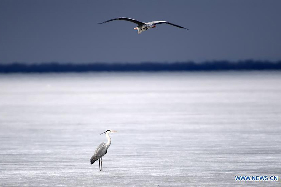 Migratory birds rest on Xingkai Lake on way back to north