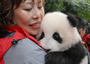 一名飼養員懷抱一只2010年新出生的大熊貓