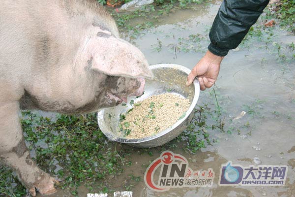[重訪四川]成都探訪豬堅強