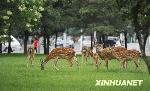 我國城市園林綠地逾174萬公頃