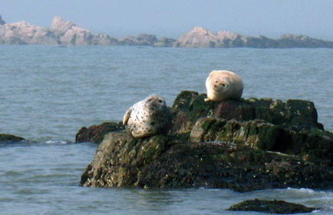 成群野生海豹亮相山東長島