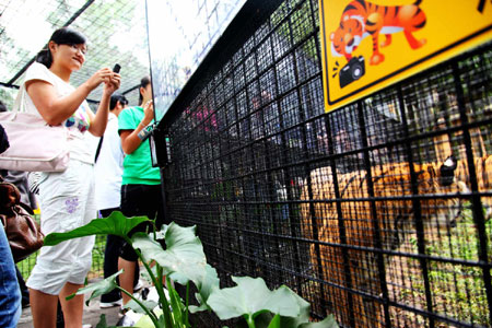 萬余游客周末涌進(jìn)云南野生動物園體驗(yàn)“深入虎穴”