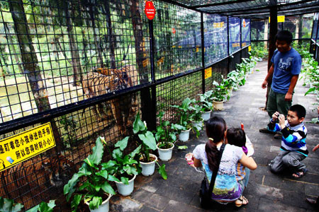 萬余游客周末涌進(jìn)云南野生動物園體驗(yàn)“深入虎穴”