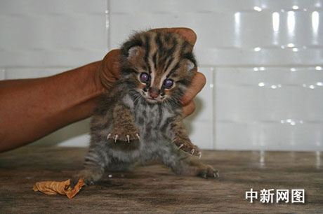 四川長(zhǎng)寧發(fā)現(xiàn)不明野生動(dòng)物 有待專家確認(rèn)