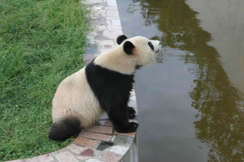 國寶大熊貓在榮成安家