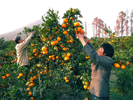 2009陜西•漢中柑桔旅游文化節將于9月30日在城固舉行