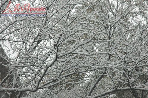 北京受降雪影響部分航班延誤 已啟動應(yīng)急預(yù)案