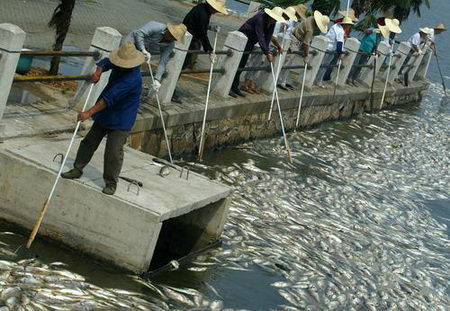 武漢東湖10萬斤魚因污染死亡